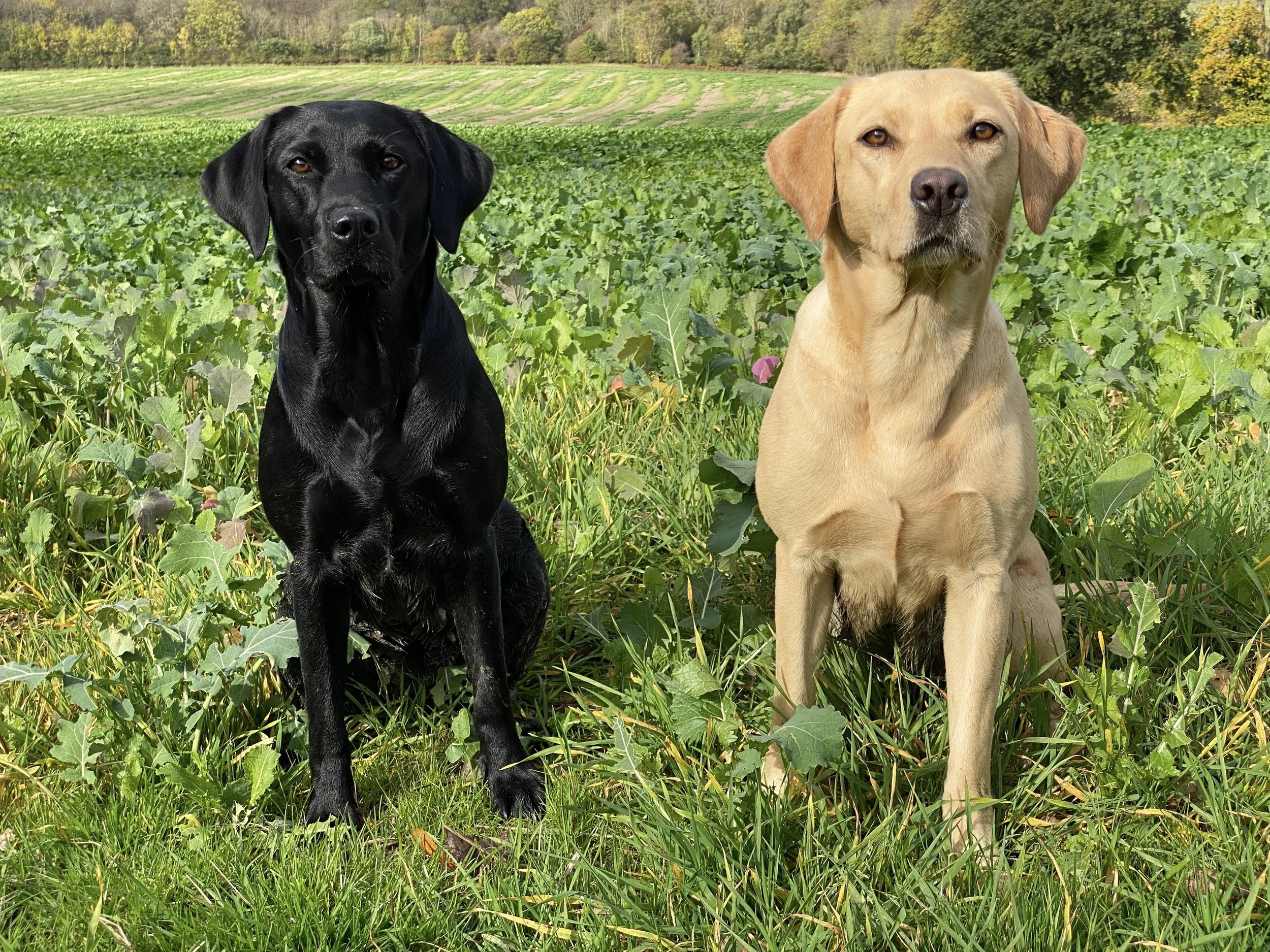 Labrador breeders deals